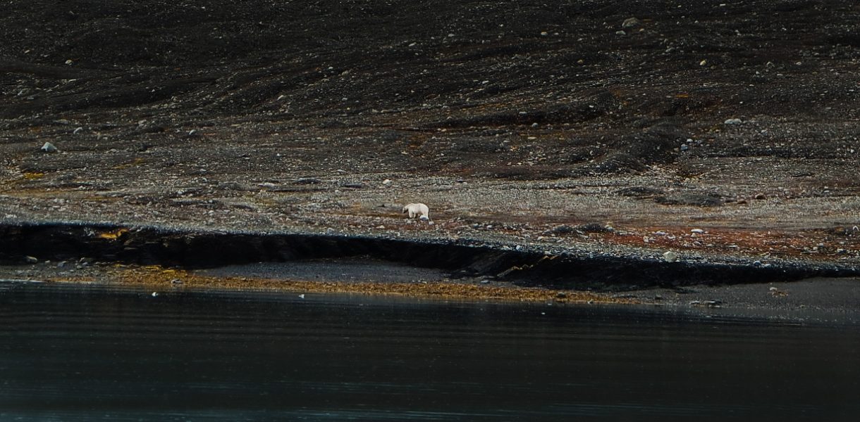 Niedźwiedzie polarne na Svalbardzie