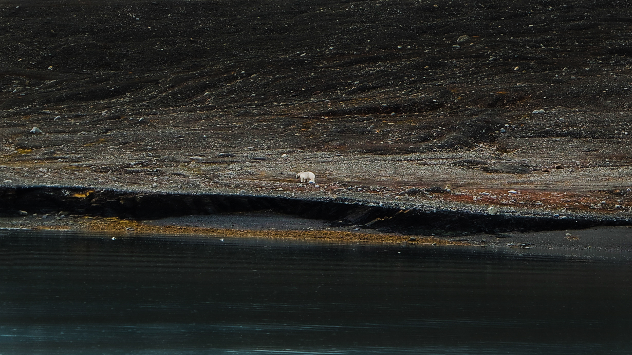 Niedźwiedzie polarne na Svalbardzie