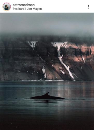 Denis Jurison, "The unexpected encounter. Minke whale in Billefjorden".
