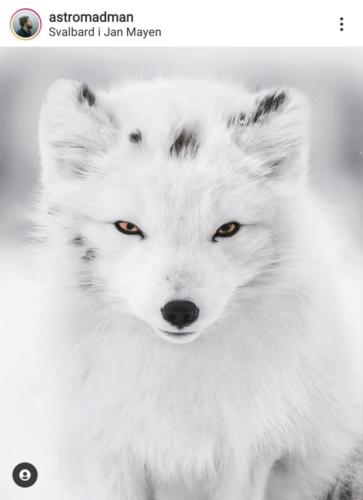 Denis Jurison, "My best polar fox shot on iPhone".
